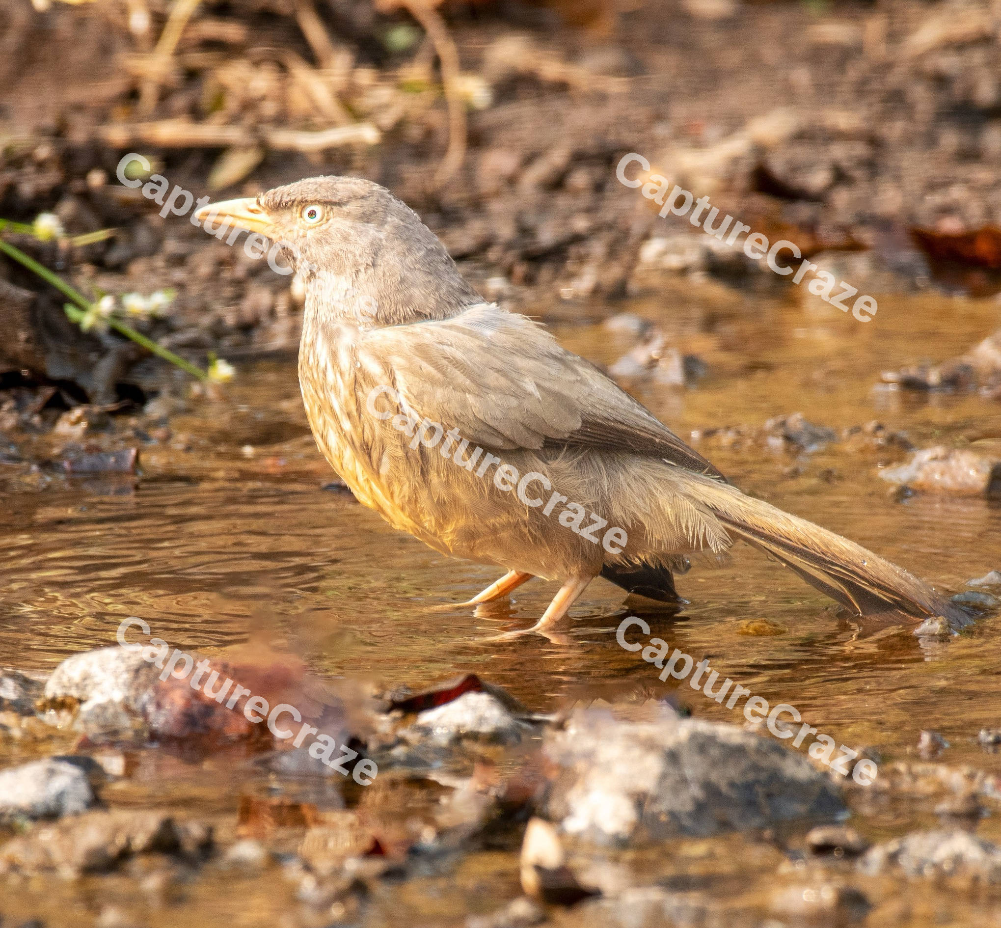 Goosebird in a pond